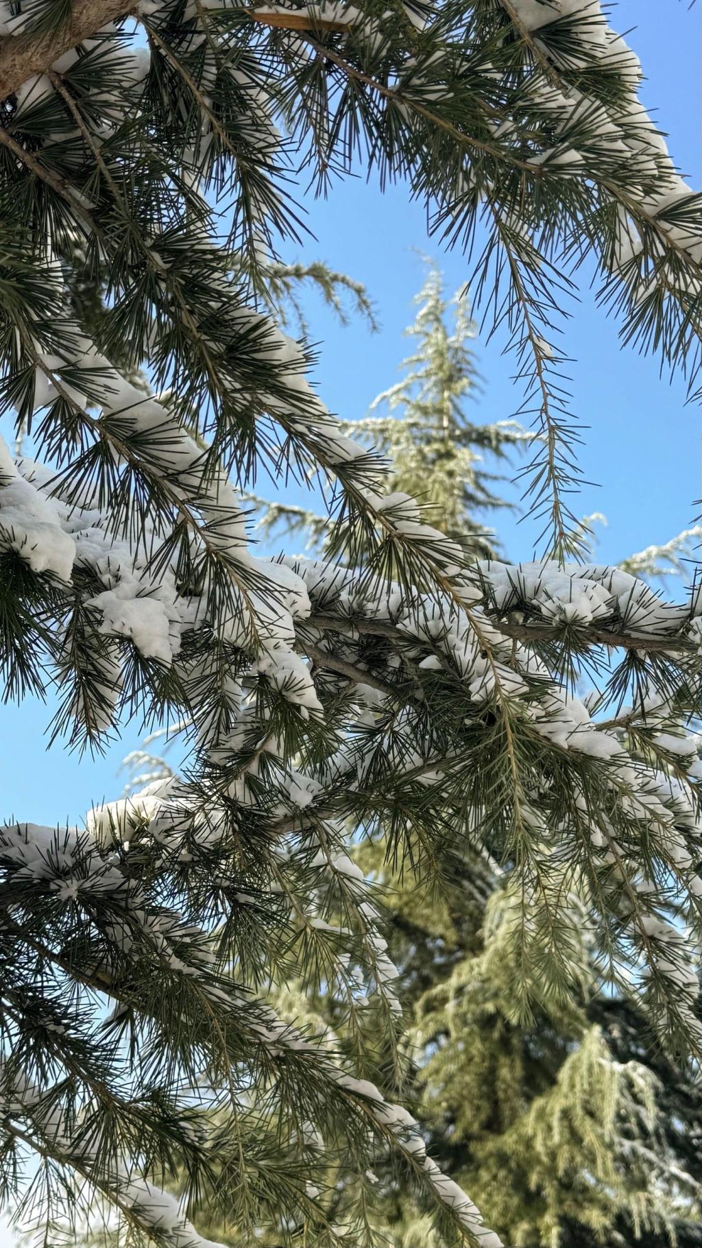 冬日城院，且与君共赏